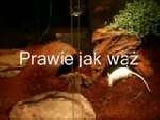 Prawie Jak...