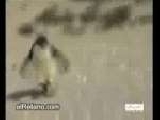 Zabiegany Pingwin